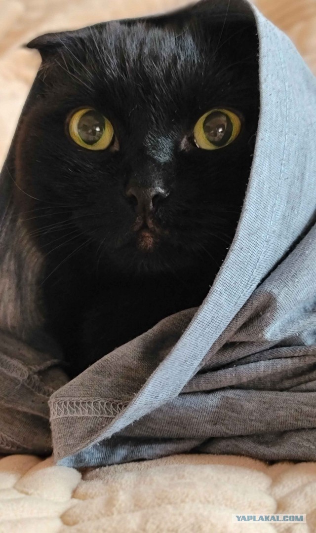 Котовторник же!