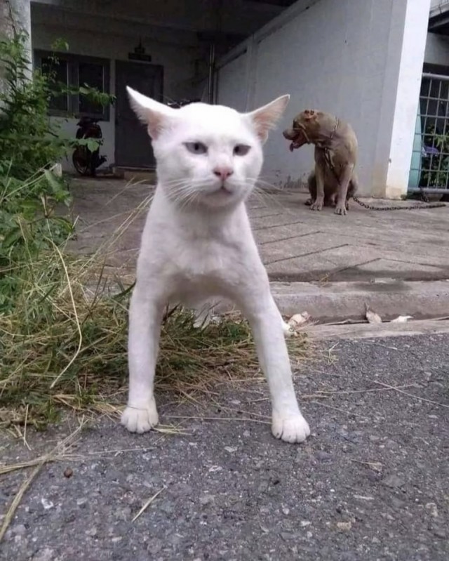 Кот, который был воспитан собаками
