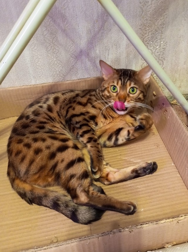 Коробочки наше фсё