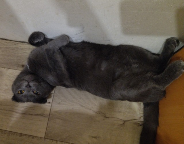 Котовторник 05/11/2024