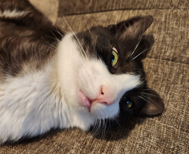 Котовторник 05/11/2024