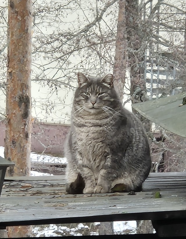 1 марта - день котов и кошек