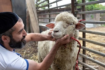В Эстонии пресечен незаконный религиозный забой овец