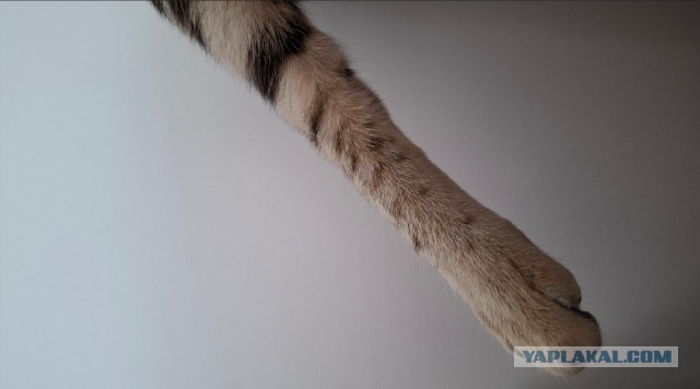 К котопятнице