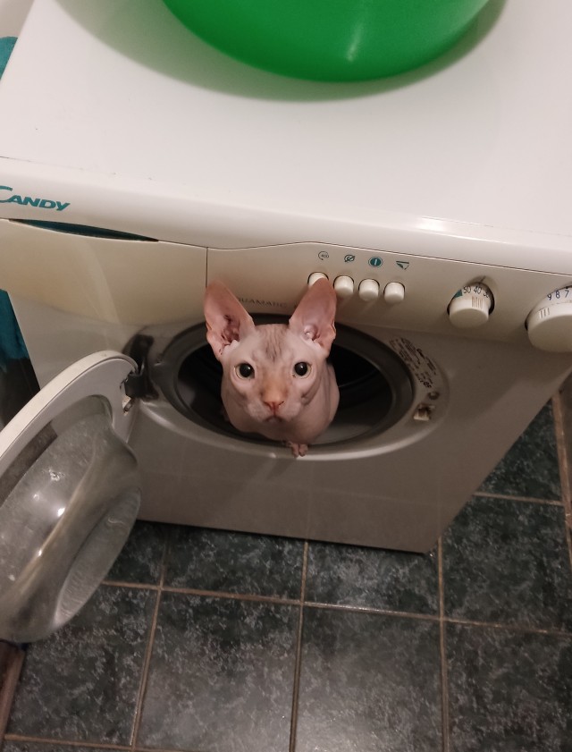 Котовторник же ж
