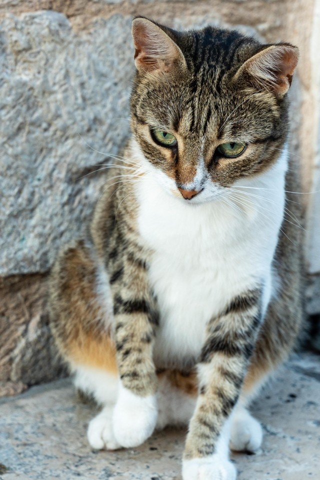 Уличные котэ города Дубровник