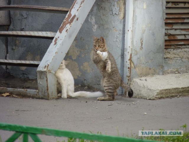 Котовторник 20.08.2013