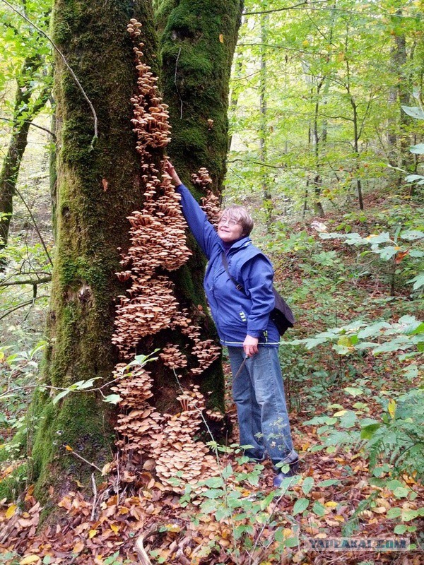 Чудо-дерево