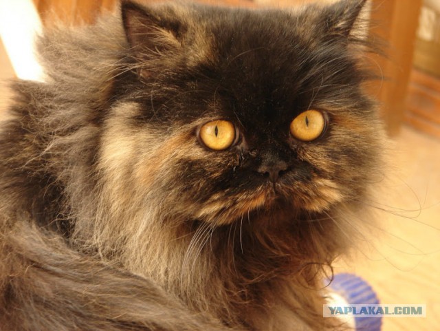 Котовторник 29.04.14.