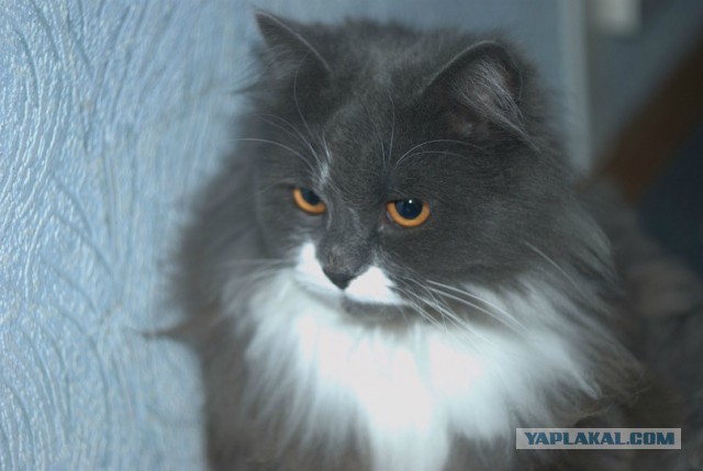 Котовторник 20.05.2014