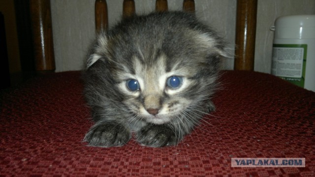 Котовторник 27.5.2014