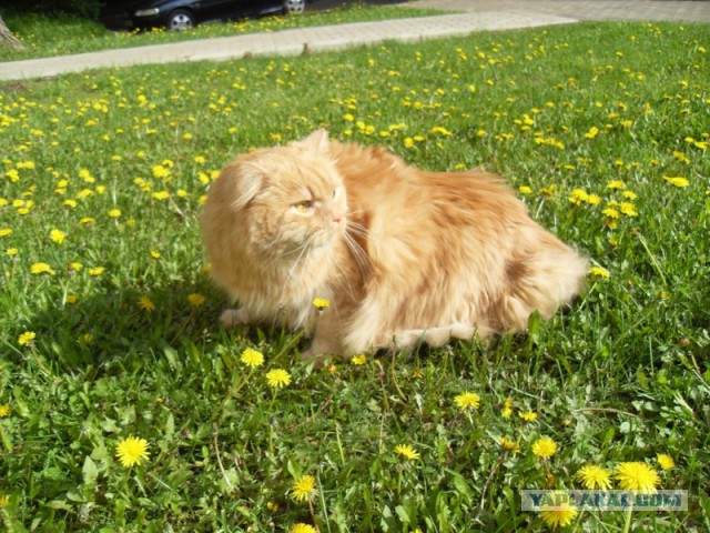 Котовторник  08.07.2014