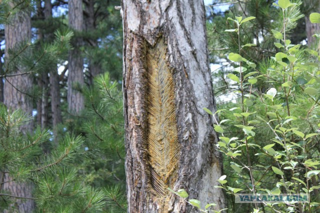 Дорога из Киева и из Москвы в Ялту.