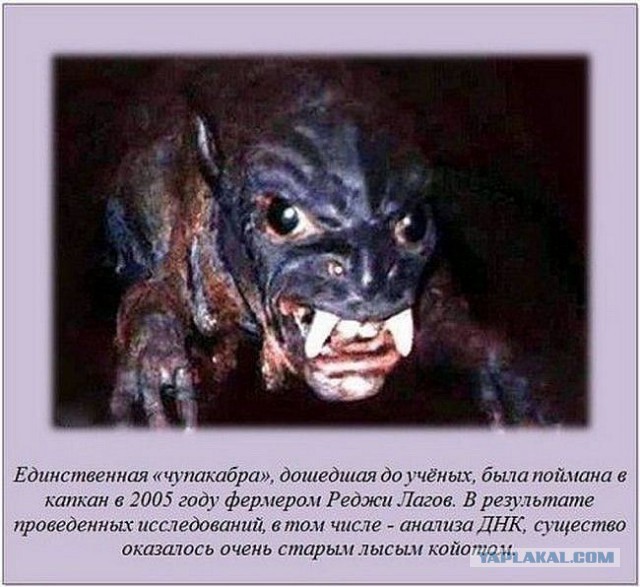 Интересные факты обо всем на свете