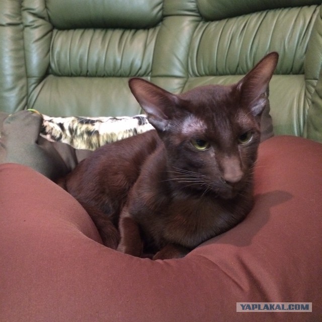 Котовторник 11.11.2014