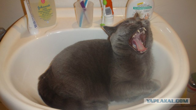 Котовторник 11.11.2014