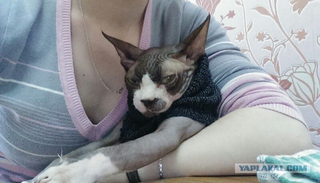 Котовоскресенье