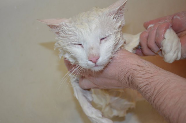 Ненавижу мыться. СВОЛОЧИ!