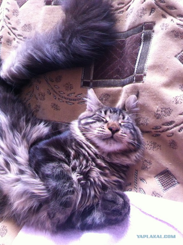 Котовторник