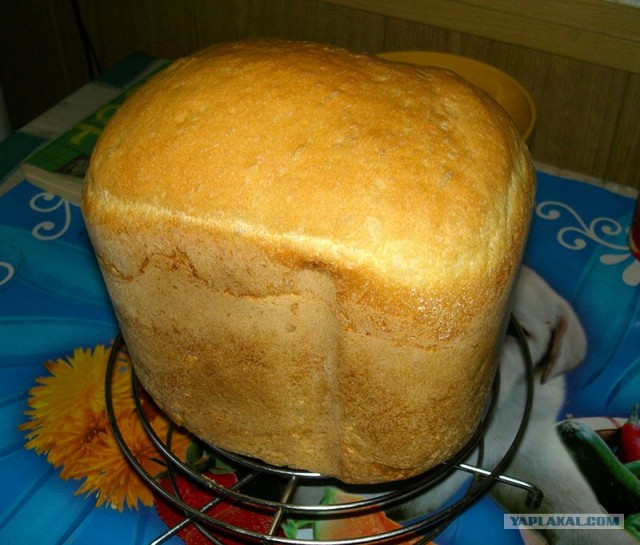 Живые дрожжи