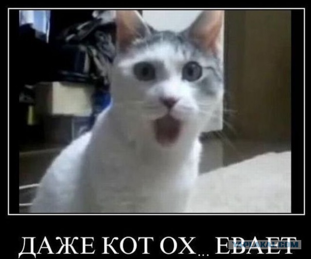 Свидомые из Киева