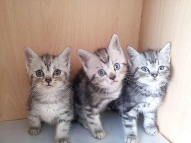 Котовторник 03.11.2015