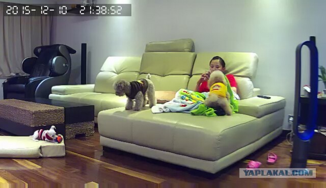 За что я люблю китайцев