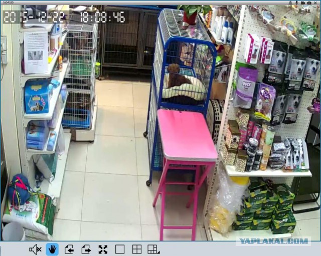 За что я люблю китайцев