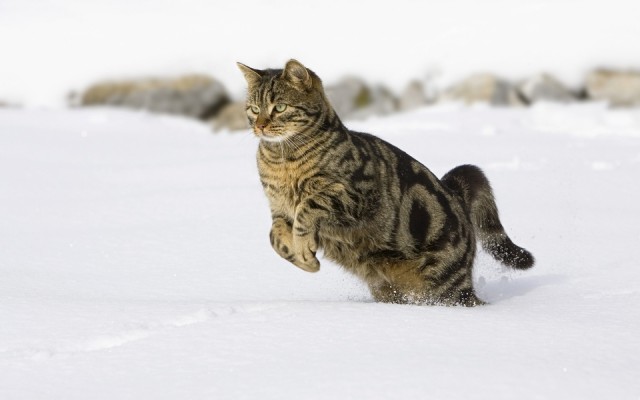 Коты из сети