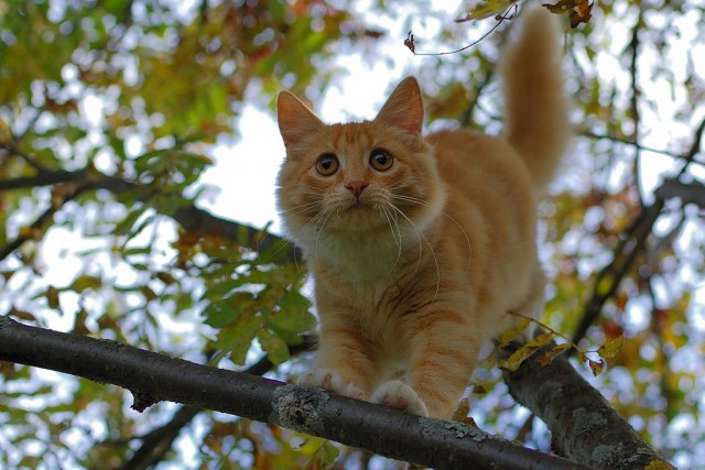Коты из сети