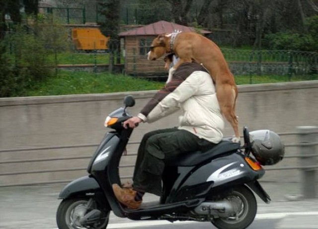 Самые смешные животные