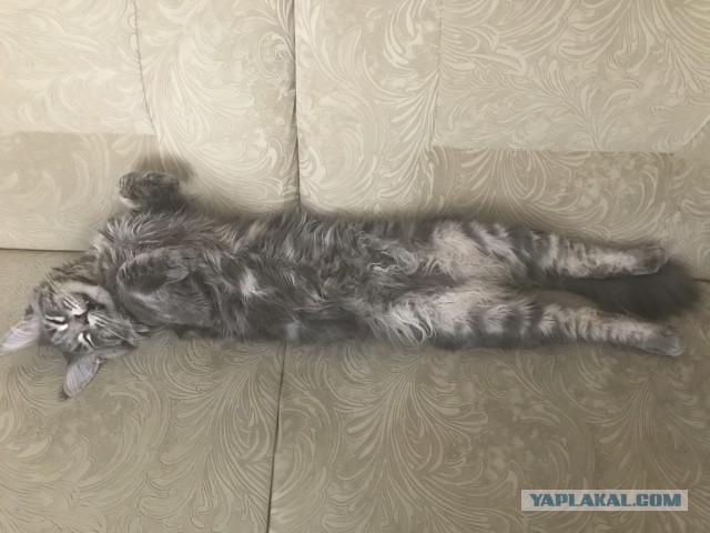 Котовторник 25.04.2017