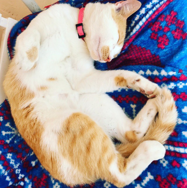 Коты и Кошки