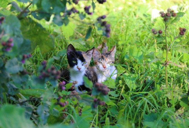 Коты и Кошки