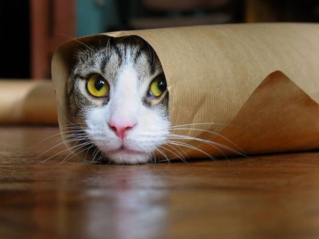 Коты и Кошки