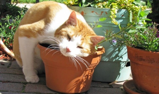 Коты и Кошки
