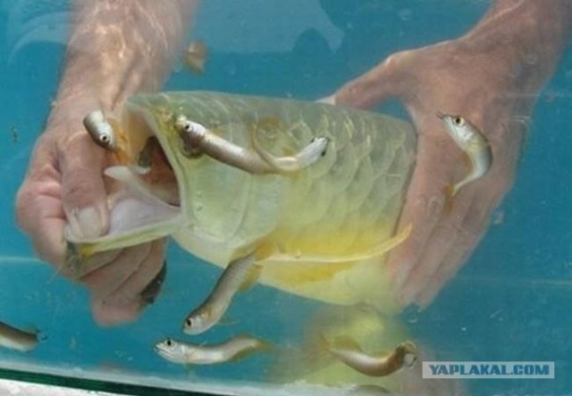 Arowana - необычная рыбка