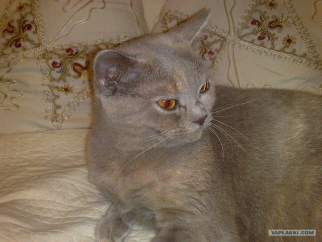 А вот котовторничек