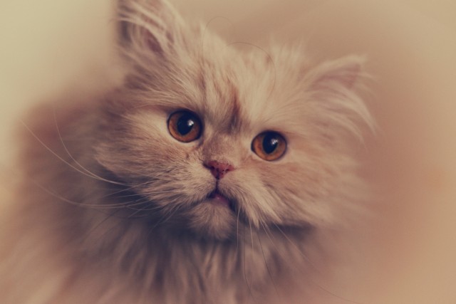Котовторник! 13.03.2012