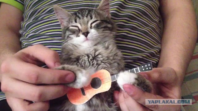 Милые животные. Мимиметр сломался