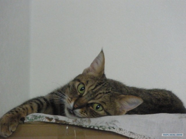 Котовторник  28.08.12