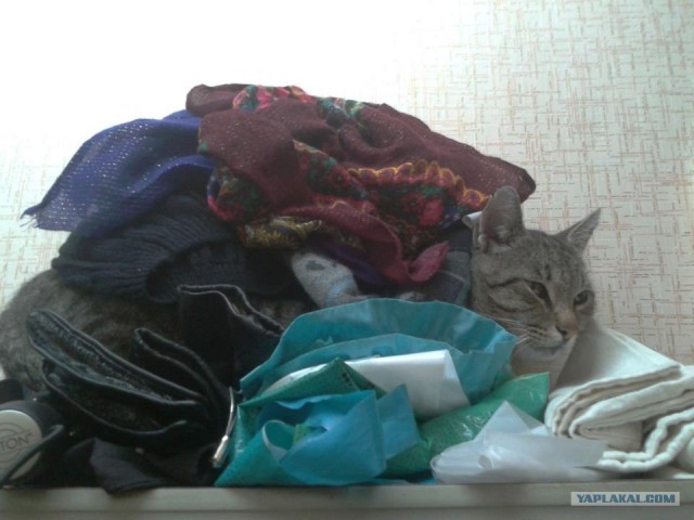 Котовторник  16.10.12