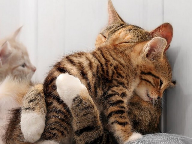 Забавные фото котеек