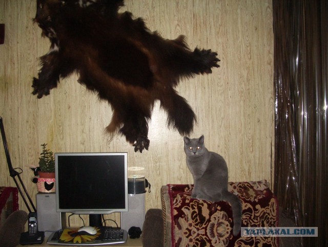 Котовторник 28.01.2020