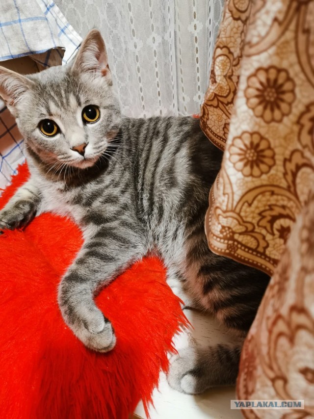 Можно начинать? Котовторник от 05.05.20