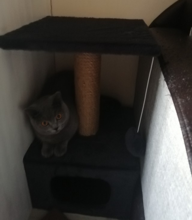 Котовторнику быть!