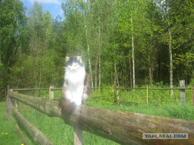 Жизнь домашнего приюта для котеек 343