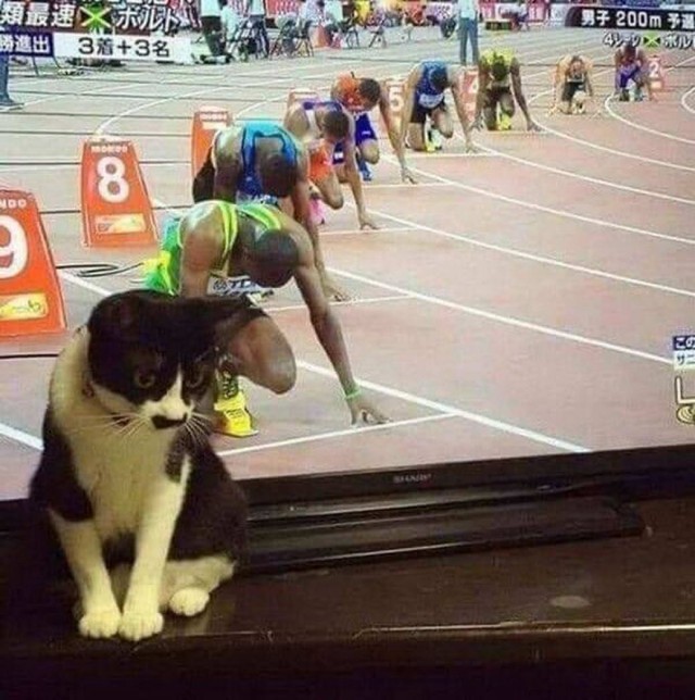 Разные котики