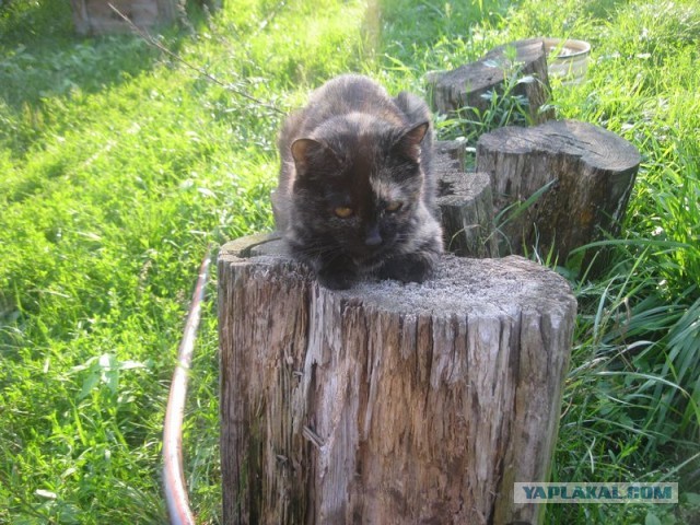 Жизнь домашнего приюта для котеек 355