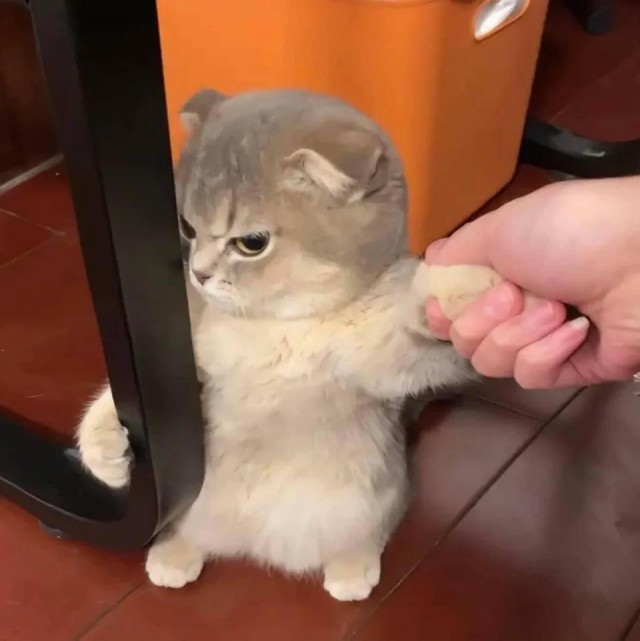 Нехочух